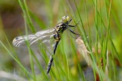 Leucorrhinia dubia