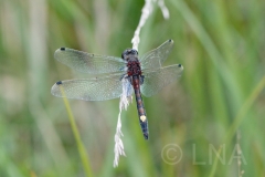Leucorrhinia pectoralis