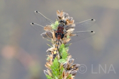 Leucorrhinia pectoralis