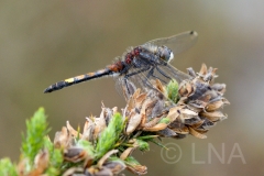 Leucorrhinia pectoralis