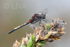 Leucorrhinia pectoralis