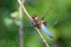 Libellula depressa