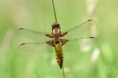 Libellula depressa
