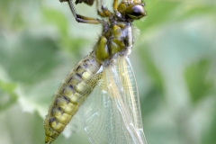 Libellula depressa