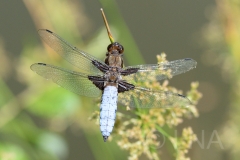 Libellula depressa