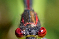 Pyrrhosoma nymphula