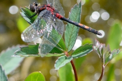 Leucorrhinia dubia