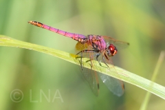 Trithemis annulata