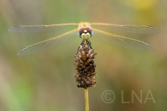 Sympetrum fonscolombii