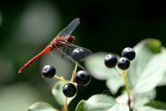 Sympetrum sanguineum