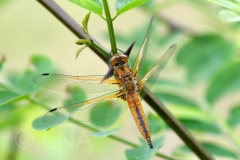 Libellula fulva