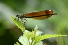 Calopteryx haemorrhoidalis
