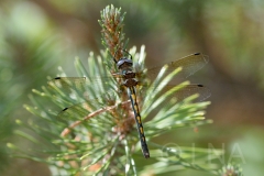 Oxygastra curtisii