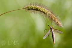 Tipula sp. (oleracea ?)