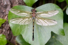 Oxygastra curtisii