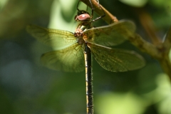 Oxygastra curtisii