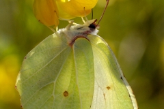 Gonepteryx rhamni