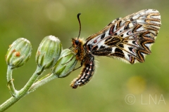 Zerynthia polyxena