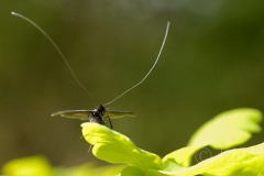 Adela reaumurella