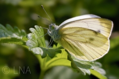 Pieris napi