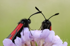 Zygaena purpuralis