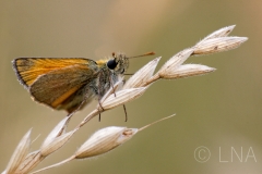 Thymelicus sp.