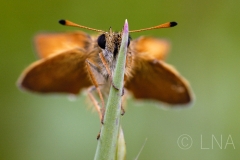 Thymelicus lineolus
