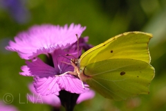Gonepteryx rhamni