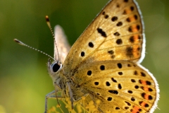 Lycaena tityrus