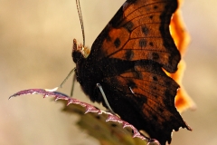 Polygonia c-album