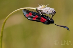 Zygeana filipendulae