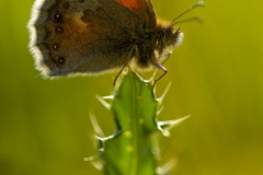 Coenonympha pamphilus