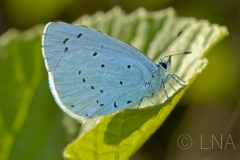 Celastrina argiolus