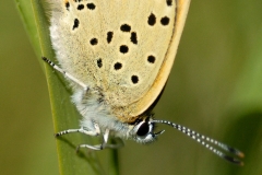 Lycaena tityrus