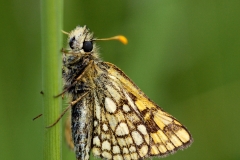 Carterocephalus palaemon