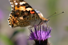 Vanessa cardui