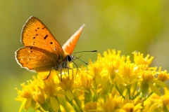 Lycaena virgaurea