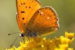 Lycaena virgaurea