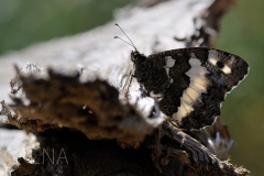 Brintesia circe