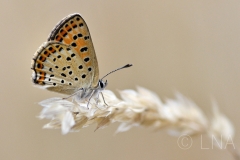 Lycaena tityrus