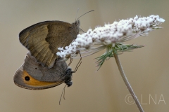 Maniola jurtina