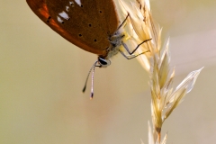 Lycaena virgaurea
