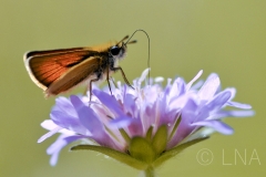 Thymelicus lineolus
