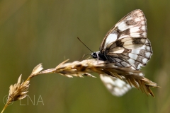 Melanargia galathea