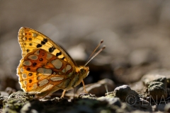 Issoria lathonia