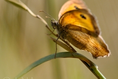 Pyronia tithonus