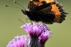 Aglais urticae