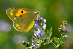 Colias crocea