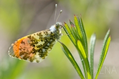 Anthocharis cardamines