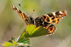 Araschnia levana